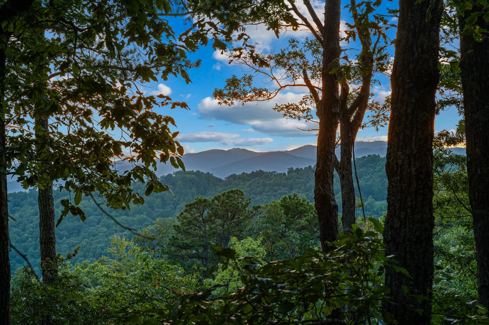Scenic mountain valley view framed by tall forest trees and blue sky