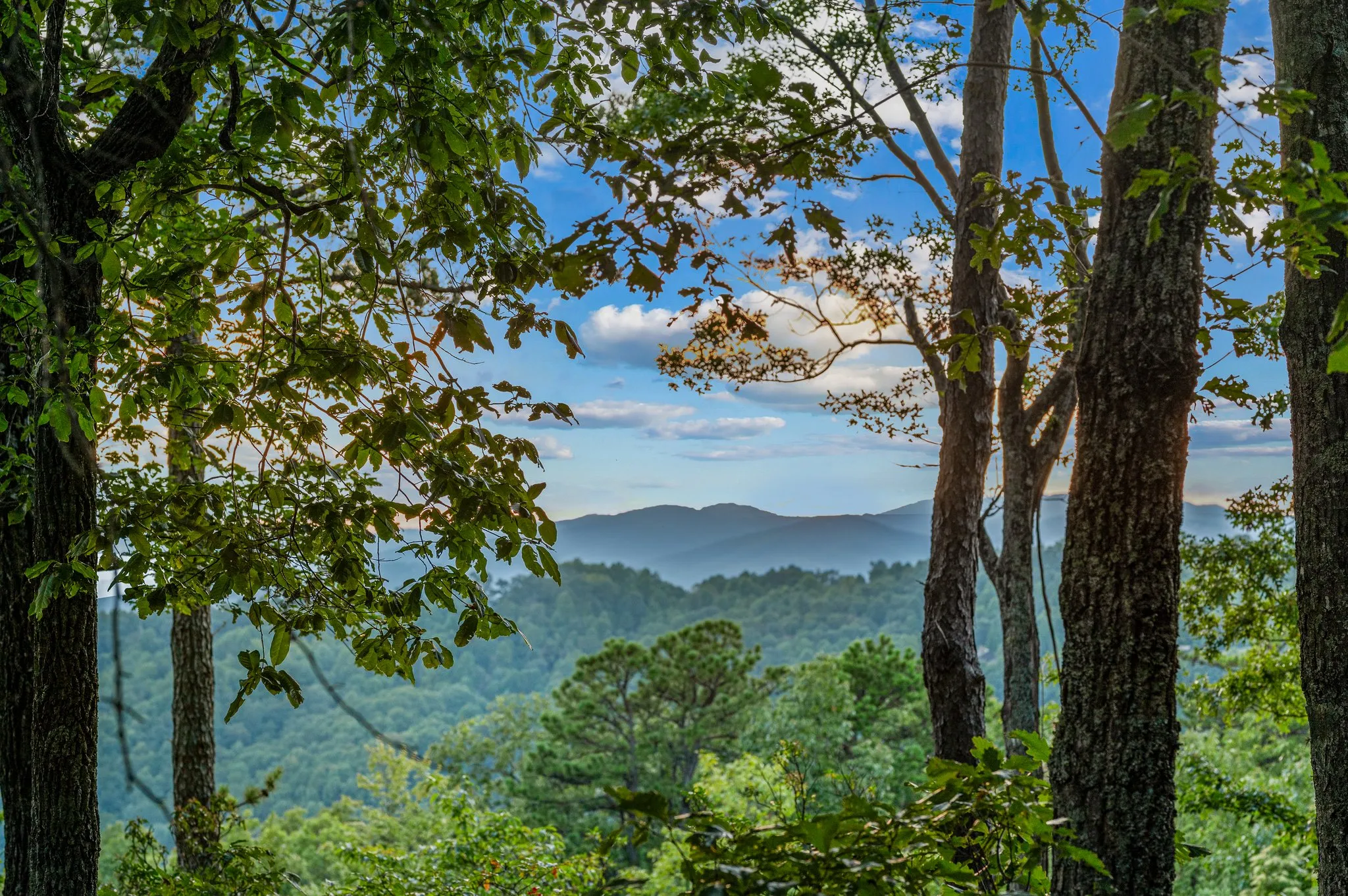 Beautiful distant mountain ranges visible through ancient forest trees and foliage